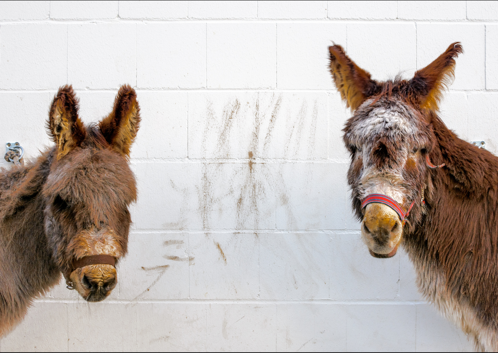Rikscha-Tauffeier – Drahtesel für alle!